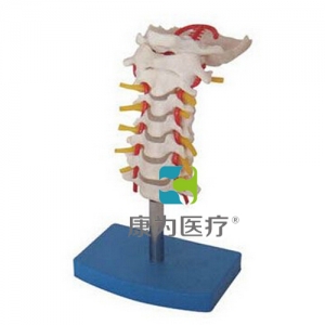 “康為醫(yī)療”頸椎帶頸動(dòng)脈、后枕骨、椎間盤與神經(jīng)模型