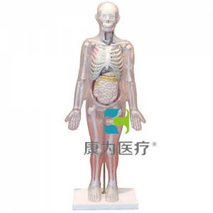 “康為醫(yī)療”人體體表、人體骨骼與內(nèi)臟關(guān)系模型