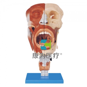“康為醫(yī)療”鼻、口、咽、喉腔模型