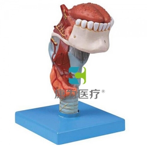 “康為醫(yī)療”喉連舌、牙模型