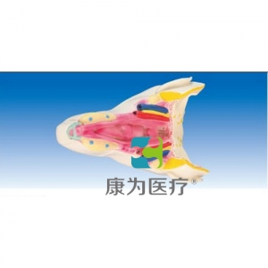 “康為醫(yī)療”咽腔后面觀（咽喉壁?。? /></a>
	<h3><a href=