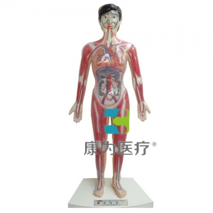 “康為醫(yī)療”微電腦人體心動(dòng)周期與大、小循環(huán)演示模型
