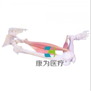 “康為醫(yī)療”下肢肌肉定點(diǎn)、動(dòng)點(diǎn)、動(dòng)態(tài)模型