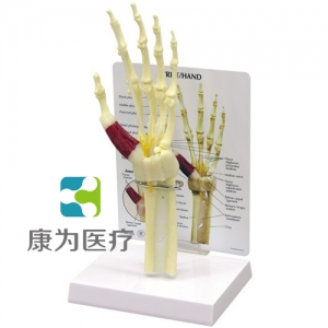 “康為醫(yī)療”醫(yī)患關(guān)系溝通模型-前臂骨骼帶手掌、手腕模型 （醫(yī)學(xué)指導(dǎo)模型）