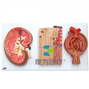 腎切面、腎單位、血管和腎小體模型