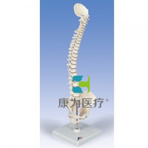 彈力迷你脊柱模型，帶底座