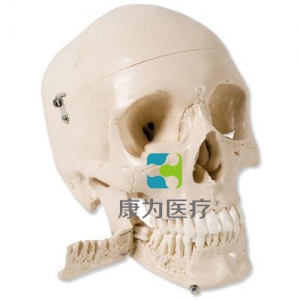 顱模型，帶有可拔出牙齒，4部分
