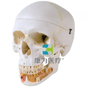 經(jīng)典顱模型帶有開放下頜， 3部分