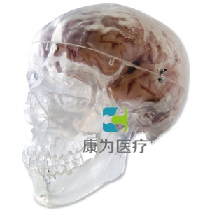 經(jīng)典頭顱模型，透明，3部分