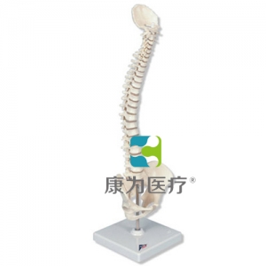 微型脊柱，活動(dòng)安裝