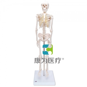 微型骨骼Shorty，帶基架
