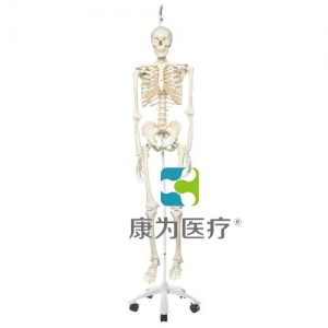 病理骨骼Phil，輪式5腳懸掛架