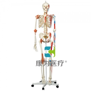 豪華型骨骼Sam，輪式5腳支架