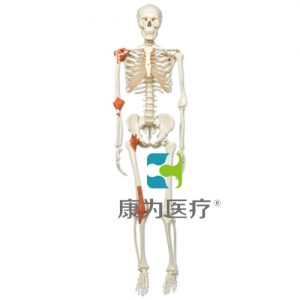 經(jīng)典型韌帶骨骼Leo，輪式5腳支架