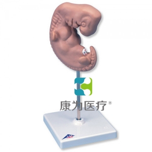 胚胎模型，實(shí)物的25倍