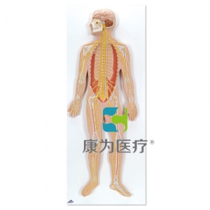 神經(jīng)系統(tǒng)模型，實(shí)物的1/2