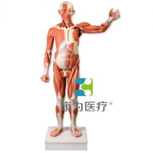 實(shí)物大小男性人體肌肉模型，37部分
