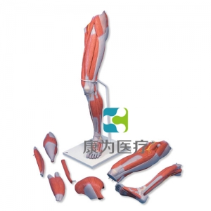 豪華型腿肌模型，7部分