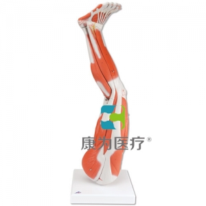 腿肌模型，9部分