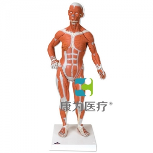 人體肌肉小模型，實(shí)物1/4，2部分