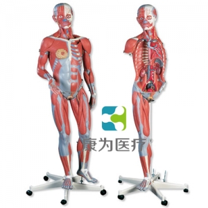 豪華型兩性人體肌肉臂模型，45部分