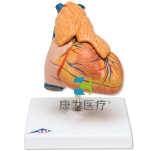 經(jīng)典心臟與胸腺模型，3部分