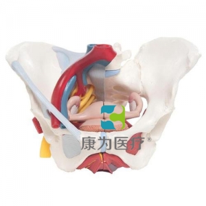 女性骨盆模型（配置韌帶、血管、神經(jīng)、盆底肌群及各個(gè)器官），6分體