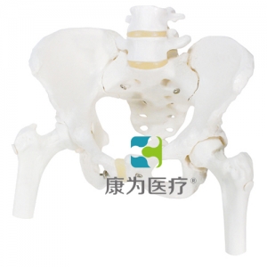 女性骨盆骨骼模型，帶可拆卸股骨頭
