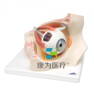 眼窩中的眼模型，實(shí)物的3.5倍，8部分