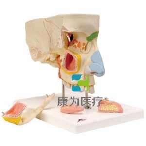 鼻與鼻竇模型，5部分