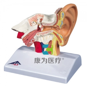 臺(tái)式耳模型，實(shí)物1.5倍