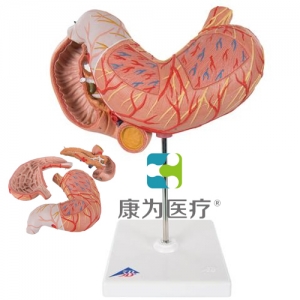 胃模型，3部分