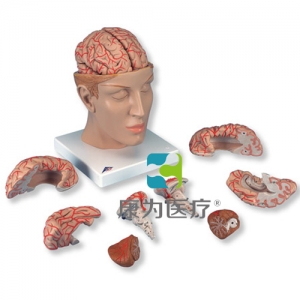 豪華型腦模型帶顱底動(dòng)脈，8部分