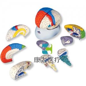 神經(jīng)解剖腦模型，8部分