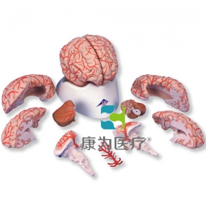 豪華型腦模型帶動(dòng)脈，9部分